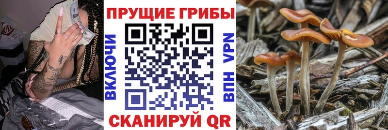 МЕГА как войти  купить наркотик  Кондопога  Галлюциногенные грибы GOLDEN TEACHER 